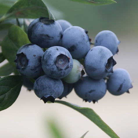 Borówka amerykańska Earliblue sadzonki