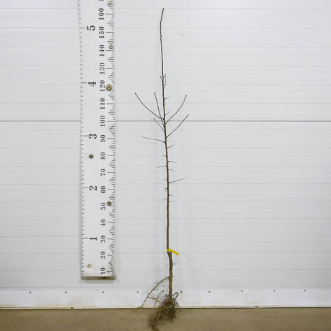 Śliwa Duża Fioletowa