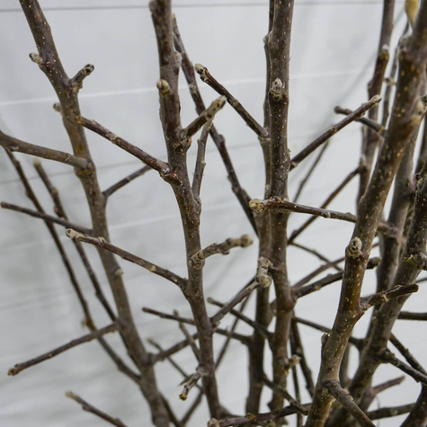 Jabłoń Reneta Landsberska Landzberska START PACK