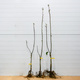 Duo Jabłoń Antonówka + Koksa pomarańczowa Plant Pack