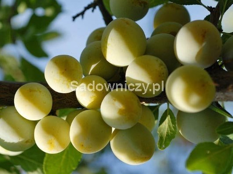 Śliwa Renkloda Ulena w doniczce C2