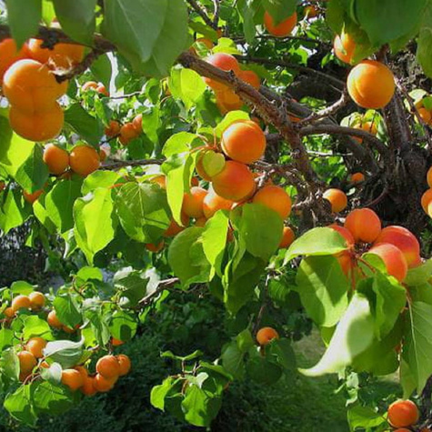 Morela Harcot START PACK