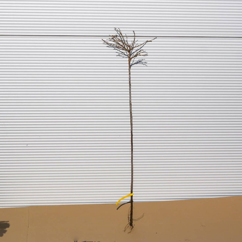 Agrest biały Hinnonmaki Gelb na pniu