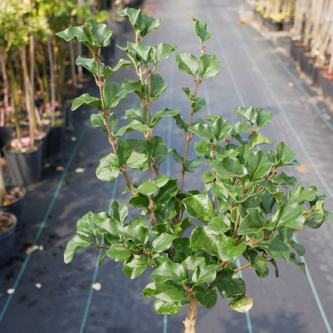 Lilak Meyera Palibin Bez na Pniu Miniaturka Pachnący (C2)