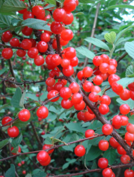 Wiśnia kosmata Czerwony Ninja (C2)