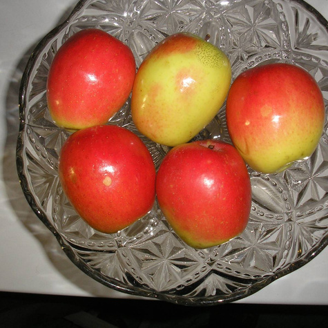 Jabłoń Kandil Sinap Sępka Czubajka sadzonki