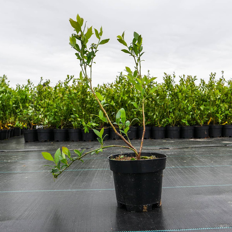 Borówka amerykańska TORO średniowczesna (C2)