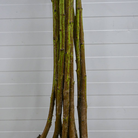 Brzoskwinia Redhaven