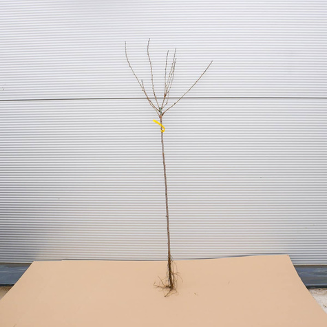 Agrest czerwony Revena na pniu START PACK