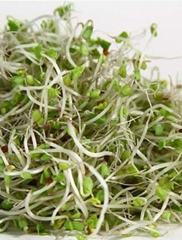 Brokuł nasiona na kiełki 10g