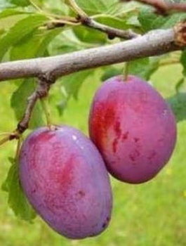 Śliwa Cacańska Rana