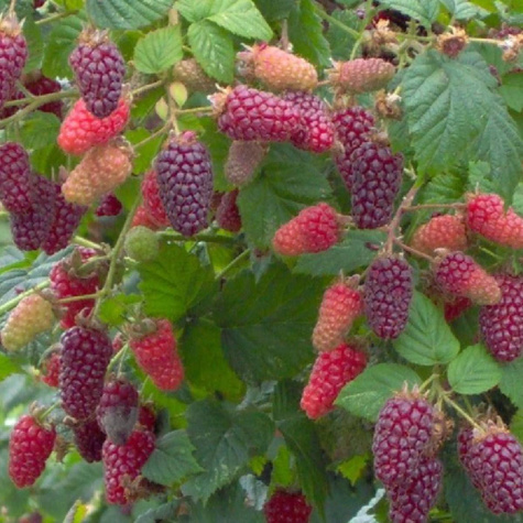 Malinojeżyna Buckingham Tayberry bezkolcowa w doniczce