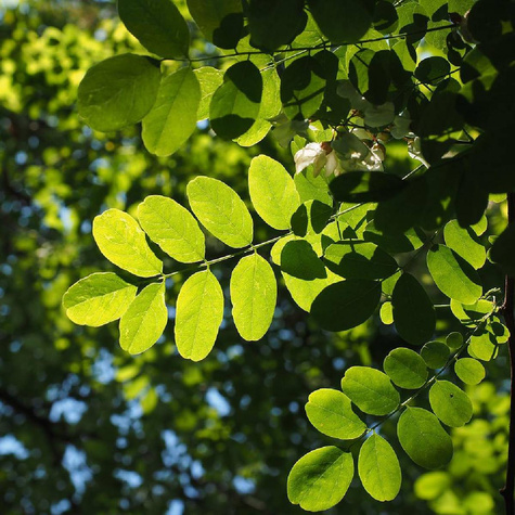 Grochodrzew Akacja Robinia pseudoakcja Plant Pack
