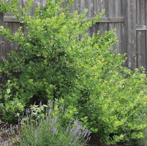 Agrest czerwony Rokula w balocie