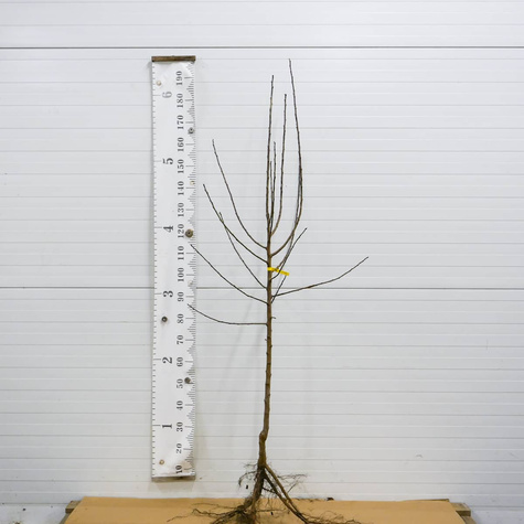 Śliwa Buhler karłowa START PACK