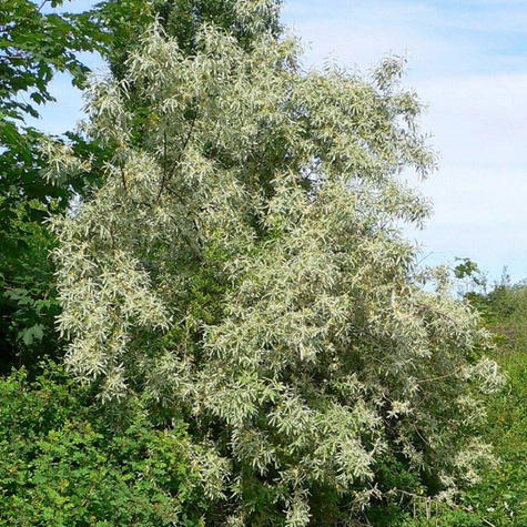Oliwnik wąskolistny Plant Pack