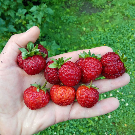 Truskawka wczesna Malinowa FRIGO