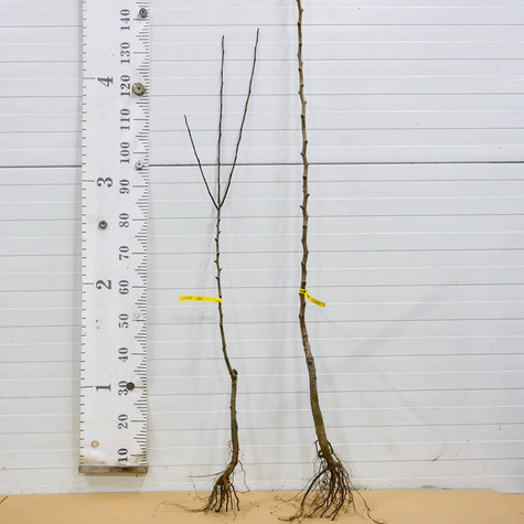 Grusza Ukraińska Duże Owoce START PACK