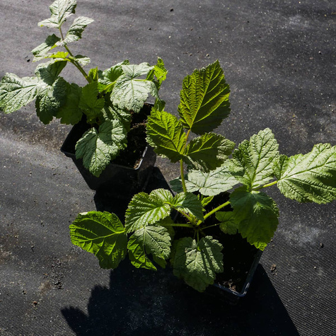 Malina Sokolica letnia w doniczce