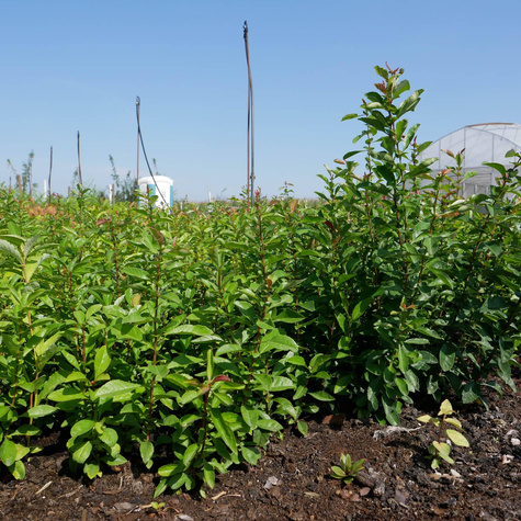 Pigwowiec japoński Plant Pack