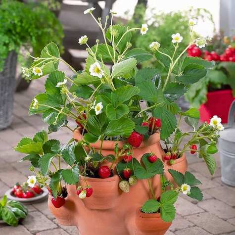 Truskawka Selva pnąca wisząca powtarzająca FRIGO