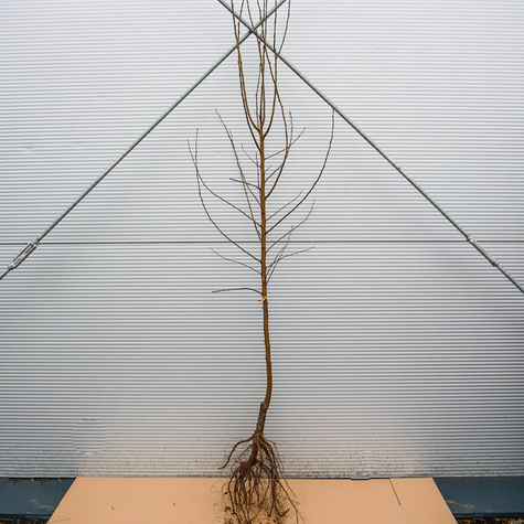 Śliwko-morela Śliwomorela Plumcot START PACK