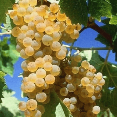 Winorośl winogrona Bianca (C2)