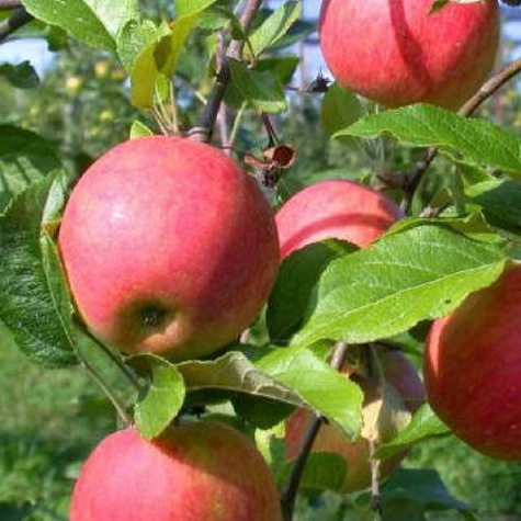 Jabłoń Ariva w doniczce