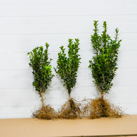 Bukszpan Pospolity Zwyczajny Plant Pack