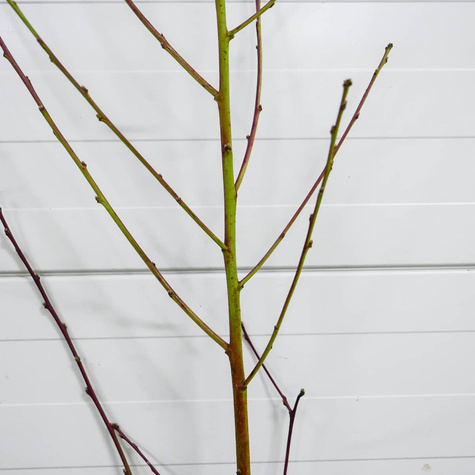 Brzoskwinia Harrow Diamond