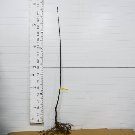 Śliwa kolumnowa Star START PACK