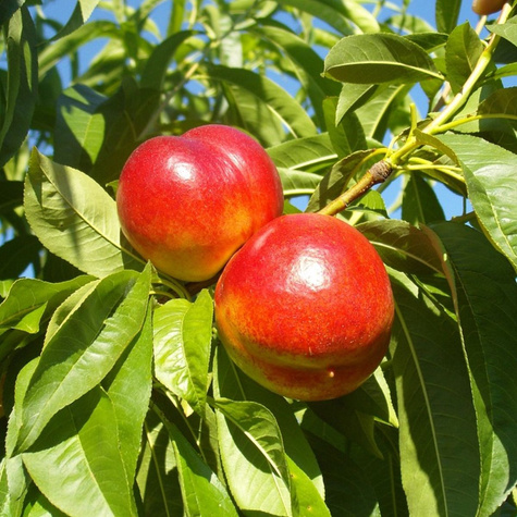 Mini Nektaryna karłowa Rubis START PACK