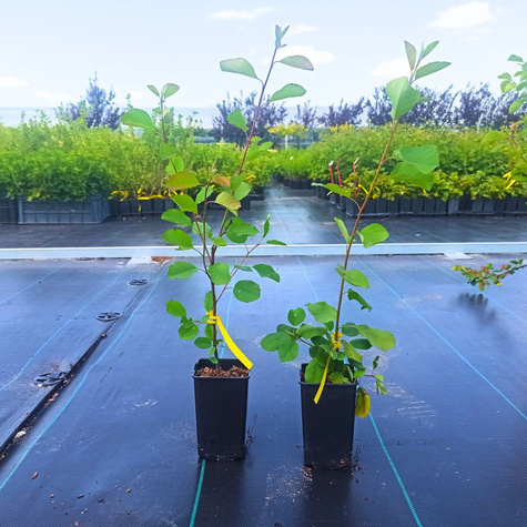 Świdośliwa lepsza niż borówka amerykańska - Deserowa