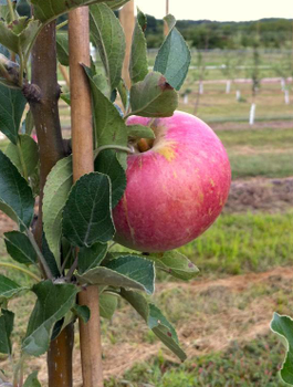 Jabłoń Idared w doniczce (C2)