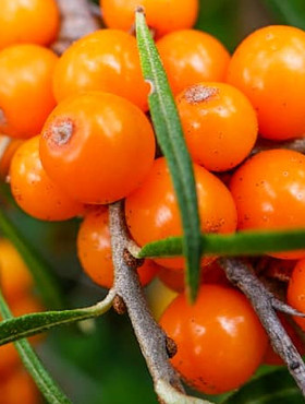 Rokitnik pospolity Luchistaja żeńska