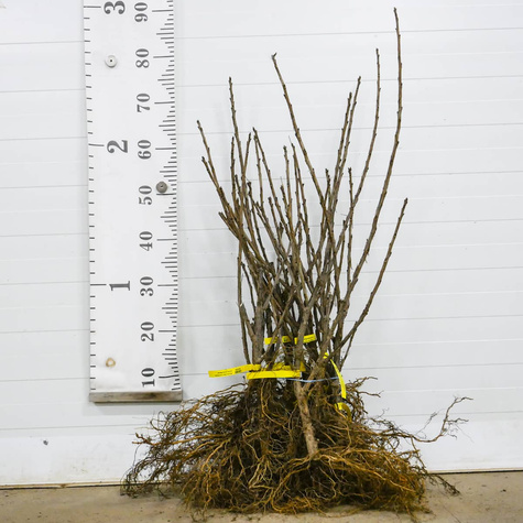 Porzeczka Biała Weisse Versailler