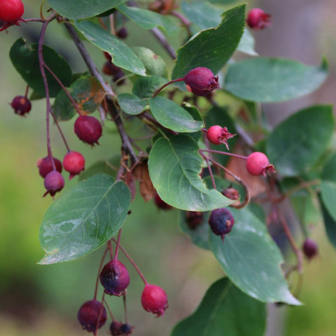 Świdośliwa gładka Snowcloud (C2)