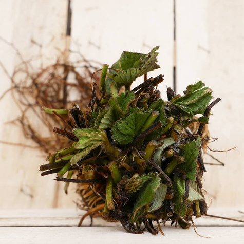 Truskawka Portola pnąca, wisząca, powtarzająca FRIGO