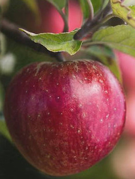 Jabłoń Red Prince START PACK