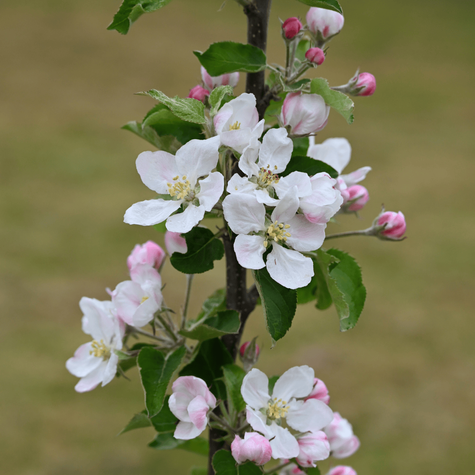 Jabłoń Fantazja w doniczce (C2)
