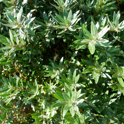 Rokitnik pospolity Hikul męski