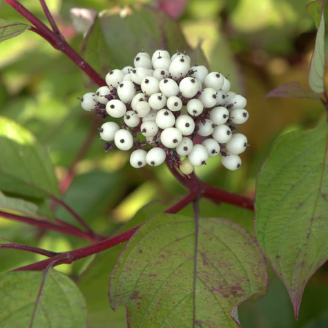 Dereń świdwa Plant Pack