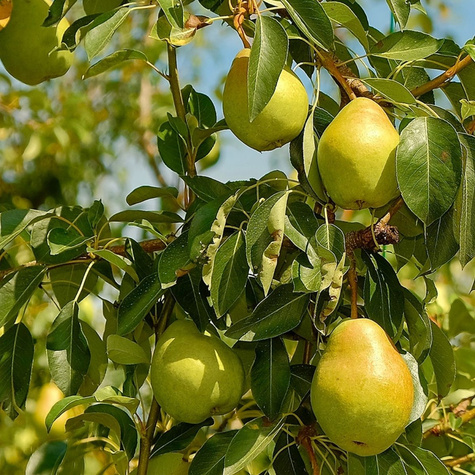 Grusza Generał Leclerc
