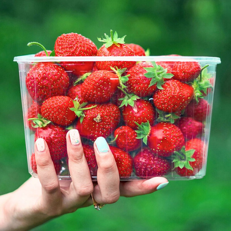 Truskawka Elkat średnio wczesna FRIGO