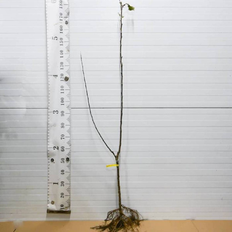 Duo Jabłoń Papierówka + Pirros START PACK