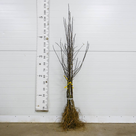 Jabłoń typu Red Cap START PACK