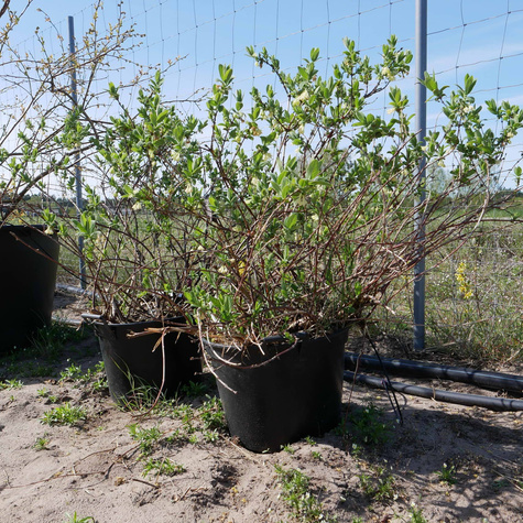 Jagoda kamczacka 4 letnia duże sadzonki