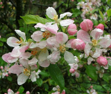 Jabłoń Red Lobo START PACK