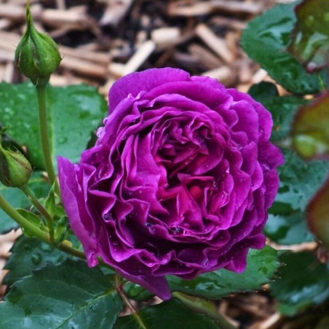Róża rabatowa Minerva fioletowa balot