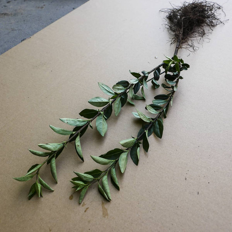 Ligustr Liguster Zimozielony Wielopędowy PREMIUM SADZONKI Plant Pack